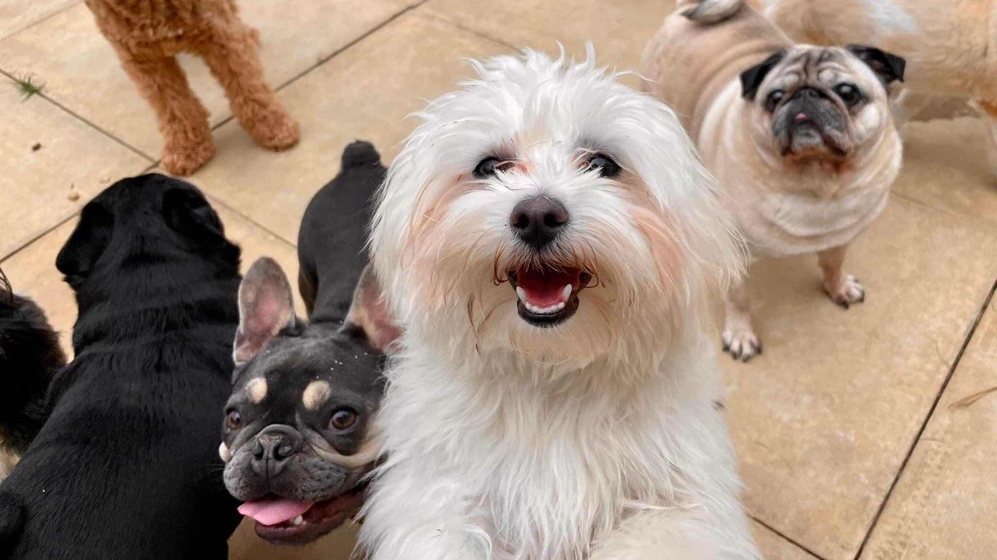 Northampton Dog Walkers